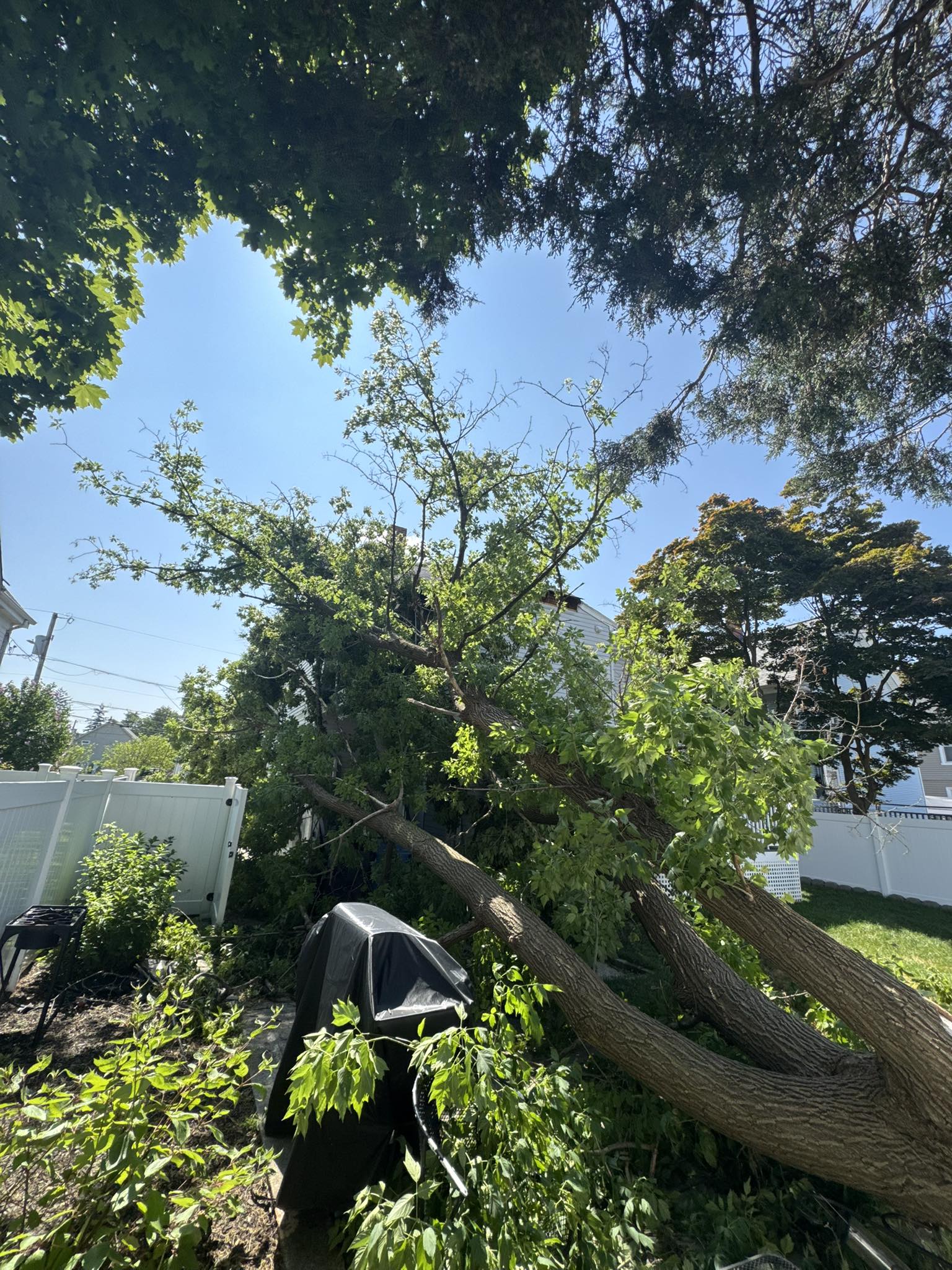 Professional Tree Damage Roof Reconstruction